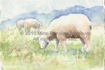Sheep-Ewe Ram Ewe