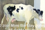 Young Heifer