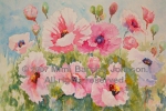 Pink Poppies II